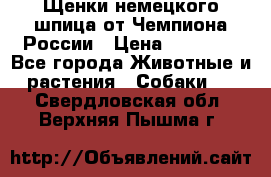 Щенки немецкого шпица от Чемпиона России › Цена ­ 50 000 - Все города Животные и растения » Собаки   . Свердловская обл.,Верхняя Пышма г.